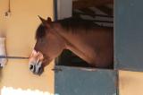 Equestrian Property Betera Valencia